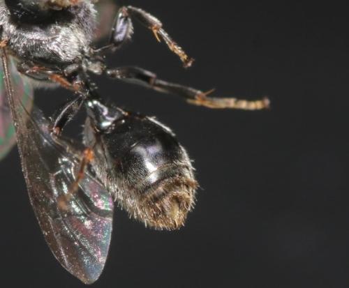 Psenulus fuscipennis